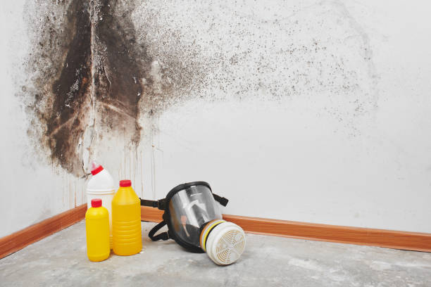 Best Commercial Mold Removal  in Fort Deposit, AL