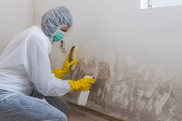 Best Water Damage Restoration  in Fort Deposit, AL