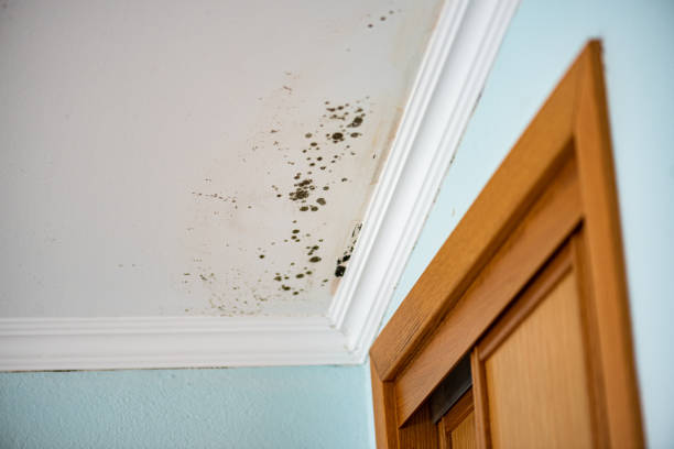 Best Toxic Mold Removal  in Fort Deposit, AL