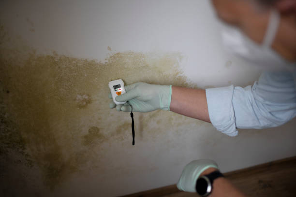 Mold Testing and Removal in Fort Deposit, AL