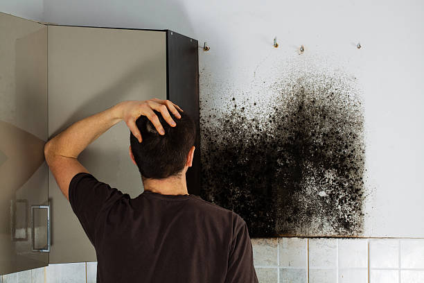 Attic Mold Removal in Fort Deposit, AL